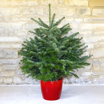 Nordmann Fir Pot grown Xmas trees