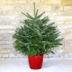 Premium Pot Grown 3-5ft Nordmann Fir Christmas trees Premium Pot Grown 3-5ft Nordmann Fir Christmas trees