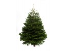 Norway Spruce