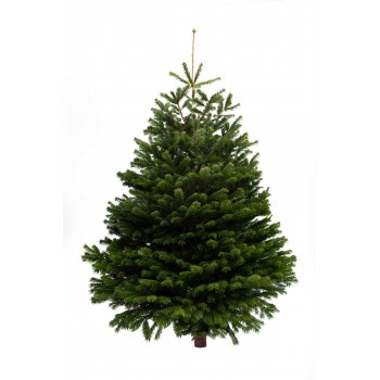 Nordmann Fir Premium Xmas trees