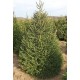 Norway Spruce Traditional Christmas trees Delivered Herts/Beds/Bucks ONLY! Norway Spruce Traditional Christmas trees Delivered Herts/Beds/Bucks ONLY!